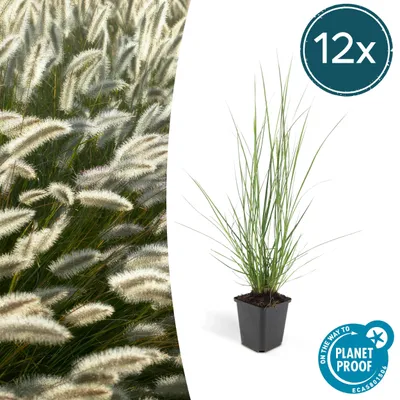 Obrázek produktu pro Pennisetum alopecuroides 'Hameln' – 9cm květináč – sada 12 rostlin