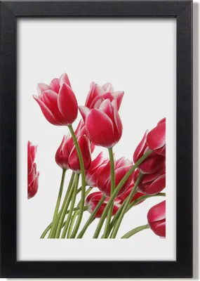 Produktbild von Bild 20x30 MDF-Rahmen, Wandkunst Rote Tulpen