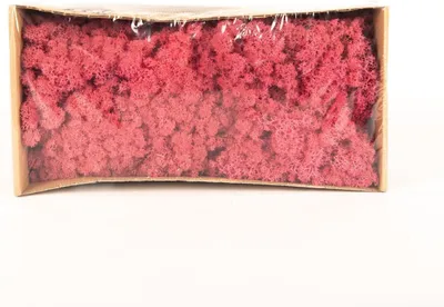 Produktbild von INNA-Glas Dekoratives Moos SVEINBJÖRN, wassermelonenrosa, 500g - Echtes Isländisches Moos