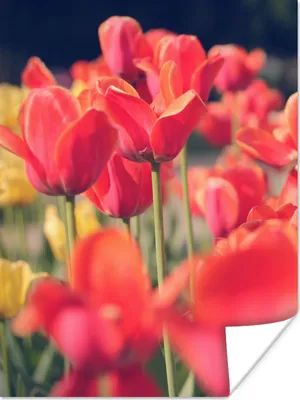 Produktbild von MuchoWow® Poster Tulpen - Blumen - Natur 120x160 cm - Wandbilder