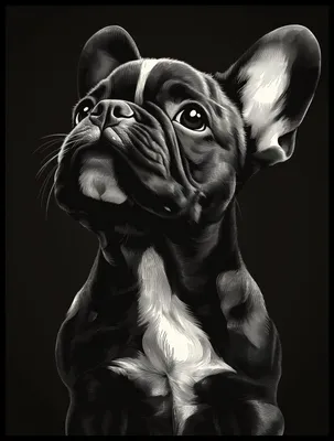 Zdjęcie produktu dla Plakat 60x80cm Portret Zwierząt do Salonu | Buldog Francuski | Czarno Białe