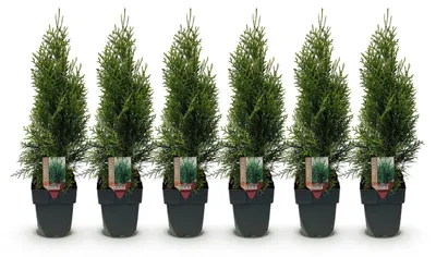 Image de Green boutiQ - Plantes de haie - Thuja occidentalis Smaragd - feuillage vert - 6 plants - 1 mètre linéaire - à feuillage persistant - pot de 17 cm, hauteur 60 cm