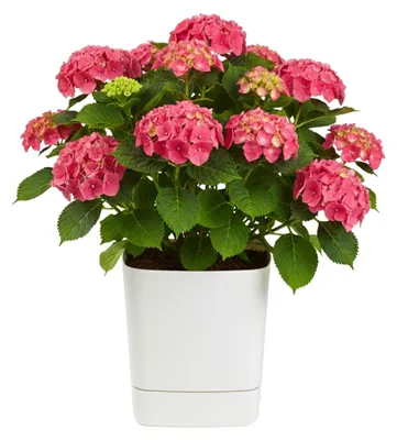 Produktbild von HowHomely | Übertopf - Blumentopf - Pflanztopf mit Untersetzer - creme - 34xH36 cm - aus Kunststoff - Blumenkübel