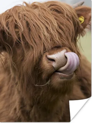 Produktbild von MuchoWow® Poster Schottischer Highlander - Braun - Tiere 60x80 cm - Schlafzimmer Dekoration