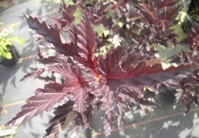 Produktbild von Blasenspiere Red Baron - Fasanenspiere - Physocarpus opulifolius - 60-100