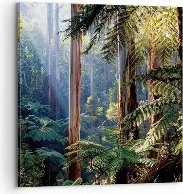 Produktbild von Bild auf Leinwand - Leinwandbild - Einteilig - Morgendämmerung Bäume Wald - 70x70cm - Wand Bild - Wanddeko - Wandbilder - Leinwanddruck - Bilder - Wanddekoration - Leinwand bilder - AC70x70-4403