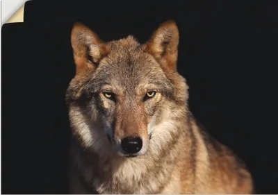 Produktbild von ARTland Wandbild, selbstklebend Wolf Größe: 100x70 cm