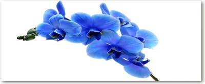 Produktbild von Tulup® Glas-Bild Wandbild aus Glas - 125x50 - Wandkunst - Wandbild hinter gehärtetem Sicherheitsglas - Dekorative Wand für Küche & Wohnzimmer  - Blumen & Pflanzen - Blaue Orchidee - Blau