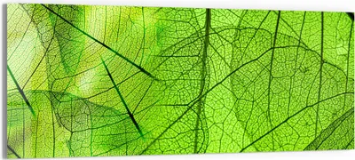 Produktbild von DEQORI Glasbild Echtglas 150x60 cm 'Transparente Laubblätter' Wandbild Bild modern Deko
