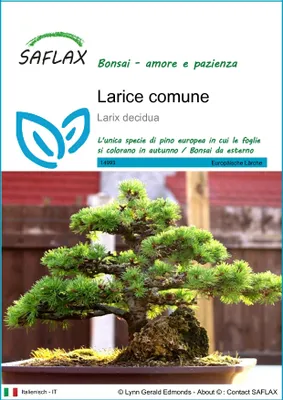 Immagine prodotto di SAFLAX  - Larice comune - 75 semi - Larix