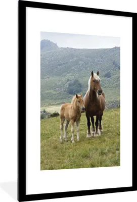Produktbild von MuchoWow® Gerahmtes Poster Haflingerpferd und ihr Fohlen 60x90 cm - Poster mit Schwarzem Bilderrahmen Wandposter Rahmen Foto Bilder - Dekoration - Wandposter Wohnzimmer - Hochwertig