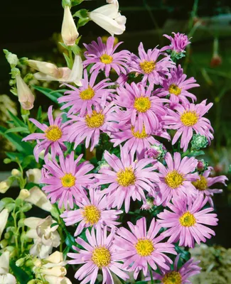 Produktbild von Aster amellus 'Rosa Erfüllung', Berg-Aster, rosa, ca. 9x9 cm Topf