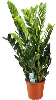 Obrázek produktu pro Štastná rostlina Zamioculcas Zamiifolia, pokojová rostlina, Ø21cm, výška 95cm