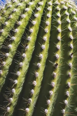 Produktbild von Carnegia gigantea Samen, 20 Stück, kräftiger Wüstenkaktus bis 15m Höhe