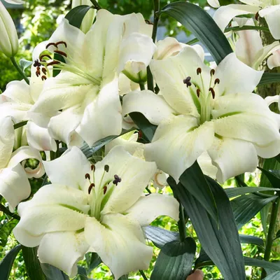 Image de Oignons de Lilium résistantes au froid, vivaces - Lilium 'Pretty Woman' géantes - 3 pièces - Bulbes de fleurs exclusifs des Pays-Bas - Plantes pour jardin et pots (gros bulbes, pas de graines, non traitées artificiellement)