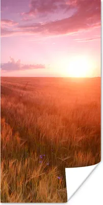Produktbild von MuchoWow® Poster Wiese - Sonne - Abend - Landschaft 60x120 cm - Wandschmuck