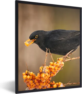 Produktbild von MuchoWow® Gerahmtes Poster Vogel - Amsel - Winter - Eis - Beere 60x80 cm - Poster mit Schwarzem Bilderrahmen Wandposter Rahmen Foto Bilder - Premium - Wanddeko Wohnzimmer