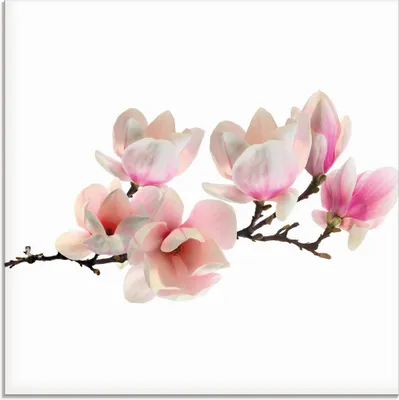 Produktbild von ARTland Glasbild Magnolie Größe: 30x30 cm