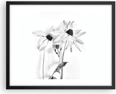 Produktbild von Gerahmtes Poster - Schwarzer Rahmen - Verwelkt Blumen Monochrom - 50x40 cm - Wand Bild - Wanddeko - Wandbilder - Kunstposter - Wandposter - Bilderrahmen - Bilder - Kunstdruck - P2BAA50x40-4737