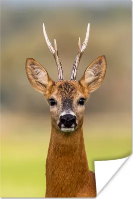 Produktbild von MuchoWow® Poster Hirsch - Geweih - Hirschkopf 60x90 cm - Wanddekoration