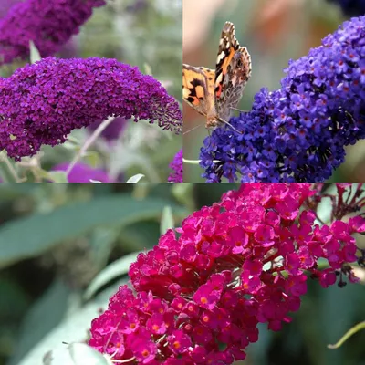 Produktbild von 3 x Sommerflieder-Sortiment: 3er set Schmetterlingsflieder/Buddleja, Duftend und Winterhart | Buddleia 'Empire Blue' + 'Royal Red + Pink Delight