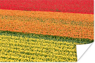 Produktbild von MuchoWow® Poster Tulpenfelder auf dem Keukenhof in den Niederlanden 120x80 cm - Bilder