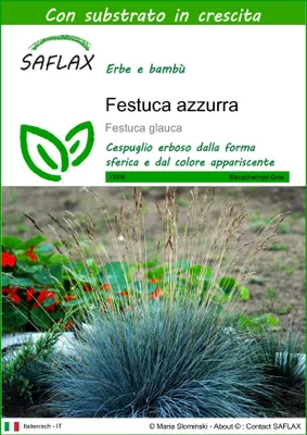 Immagine prodotto di SAFLAX  - Festuca azzurra - 50 semi - Con substrato - Festuca
