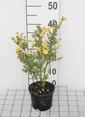 Produktbild von Potentilla frut. 'Red Ace' - Fingerstrauch 20- 25 cm - Container