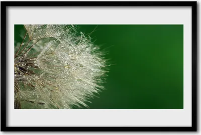 Produktbild von Bild 60x40 MDF-Rahmen Wandkunst Löwenzahn-Pflanze