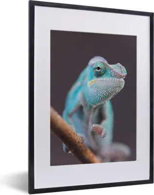 Produktbild von MuchoWow® MuchoWow® Gerahmtes Poster Blaues Chamäleon läuft auf Ast 30x40 cm - Poster mit zchwarzem Bilderrahmen - Wandposter Schlafzimmer