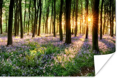 Produktbild von MuchoWow® Poster Wald - Blumen - Lavendel - Sonne - Lila - Natur 180x120 cm - Fotoplakat