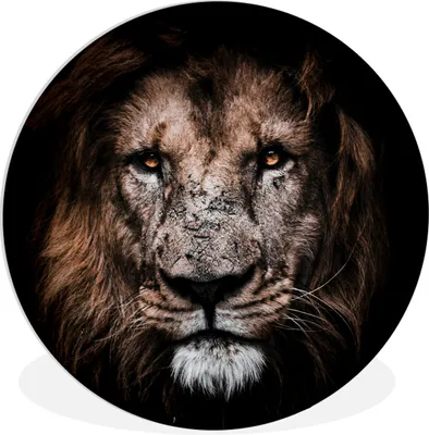 Produktbild von MuchoWow® Rundes Wandbild - Runde Bilder Löwe - Tiere - Schwarz Ø 60 cm Kreis Wanddekoration Kunststoff - Wandkreis - Wandschmuck - Wand Kreis - Das Schlafzimmer - Die Bilder - Wandmalerei - Kunst für das Haus - das Plastik
