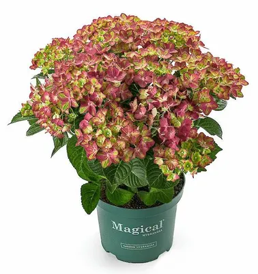 Produktbild von Green boutiQ - Balkonpflanze - Hortensie - Hydrangea Magical Teusday & Saphire - Rot - 6-10 Blumen - 2 Pflanzen - Topf 23cm Höhe 55cm