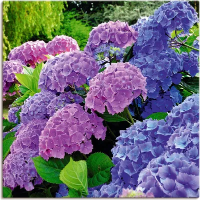Produktbild von ARTland Leinwandbild Hortensien im Garten Größe: 40x40 cm
