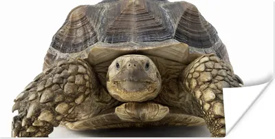 Produktbild von MuchoWow® Poster Schildkröte - Tiere - Weiß 40x20 cm - Poster für die Wand - Poster Schlafzimmer