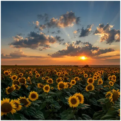 Produktbild von Wallario Memoboard Magnettafel aus Glas, Größe 50 x 50 cm, Motiv Sonnenblumenwiese vor Wolken mit Sonnenuntergang