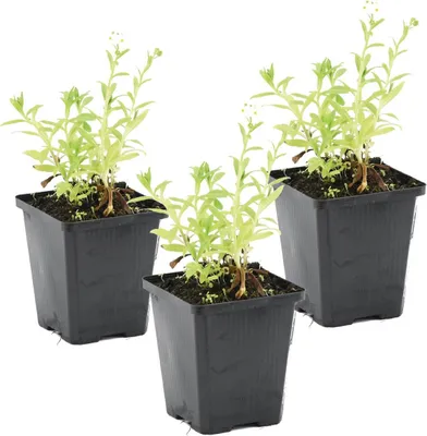 Produktbild von Bloomique - 3er Set - Myosotis Palustris - Sumpfvergissmeinnicht - Teichpflanzen Winterhart - Wasserpflanzen - Zone 1-2 - Höhe 10-20 cm - Topf 9 cm