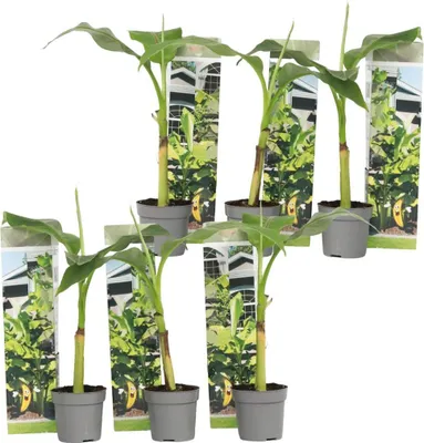 Produktbild von Bananenpflanze - 6 Stk - Musa basjoo - Höhe 25-40cm - ⌀9cm