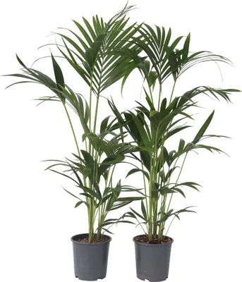 Produktbild von Kentia Palme - 2 Stk - Howea forsteriana - Höhe 90-100cm - ⌀18cm