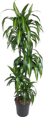 Zdjęcie produktu dla Dracaena Hawaiian Sunshine - 150 cm - Duża roślina domowa oczyszczająca powietrze - Elegancka zielona roślina do salonu, biura i obszarów wejściowych - Łatwa w pielęgnacji i dekoracyjna - Smukła, nowoczesna palma wewnętrzna
