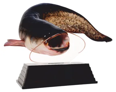 Productafbeelding van Meerval Trofee voor Viswedstrijd