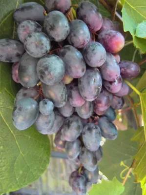Produktbild von Vitis vinifera Einset Seedless, purpurfarbene kernlose Früchte