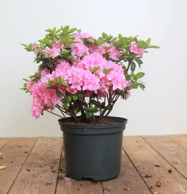 Produktbild von Rhododendron obt. 'Kermesina Rose', rosa Blüten, 30–40 cm