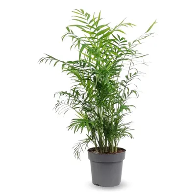 Image de Chamaedorea elegans - palmier d'intérieur - ↕ 70-80 cm - ⌀ 17 cm - purificateur d'air