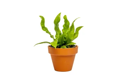 Obrázok produktu pre Gardners Asplenium Crispy Wave, priemer 6 cm