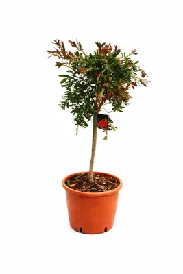 Produktbild von Karminroter Zylinderputzer Stämmchen ca. 100 cm – Callistemon Splendens Kübelpflanze, immergrün, exotische Blüten, winterhart bedingt
