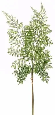Produktbild von Kunstliche Pflanze Waldfarn Zweig - 58 cm - grun - Kunststoff Dekoration