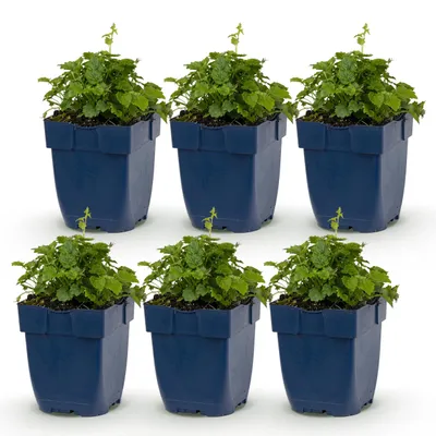 Zdjęcie produktu dla Campanula posch. Odmiana Lisduggan – dzwonek – roślina okrywowa – biała – 6 sztuk - 15-25cm - Ø11cm - Roślina ogrodowa