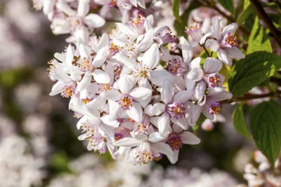 Produktbild von Deutzia rosea, Maiblumenstrauch, rosa, ca. 9 cm Topf