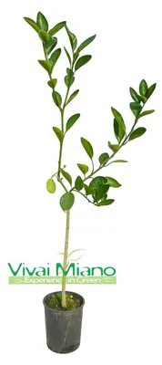 Obrázek produktu pro Strom mandarinky Navel s příchutí čokolády